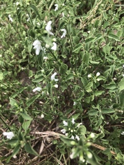 Leucas glabrata