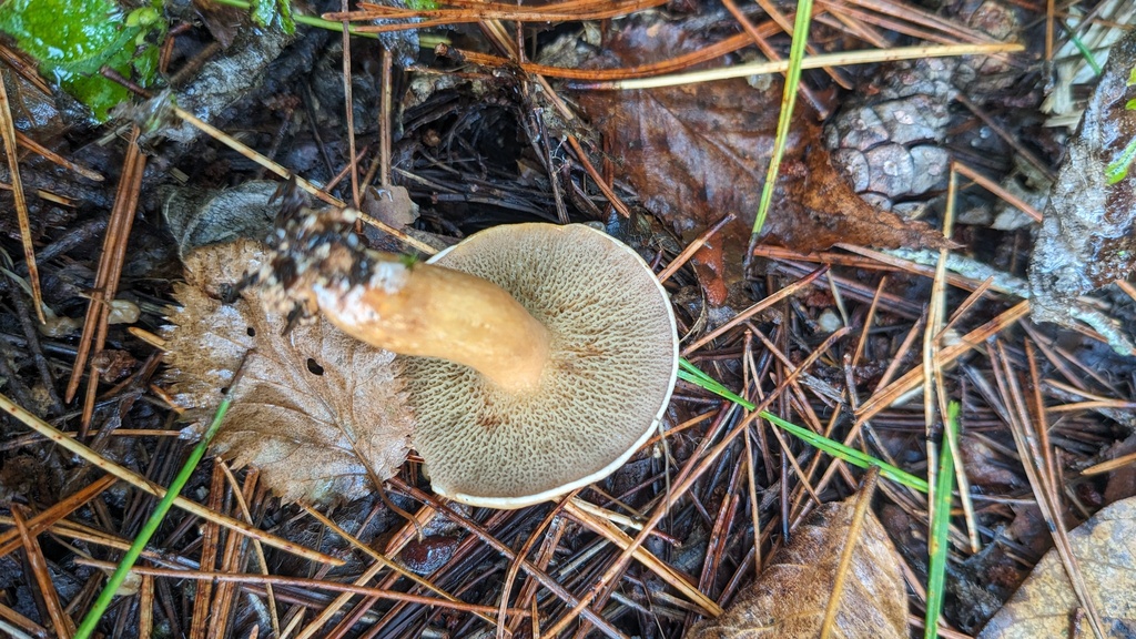 Suillus bovinus · October 2023 · photo: © atsushi_nakajima_cirque (iNaturalist, cc-by)