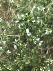 Leucas glabrata