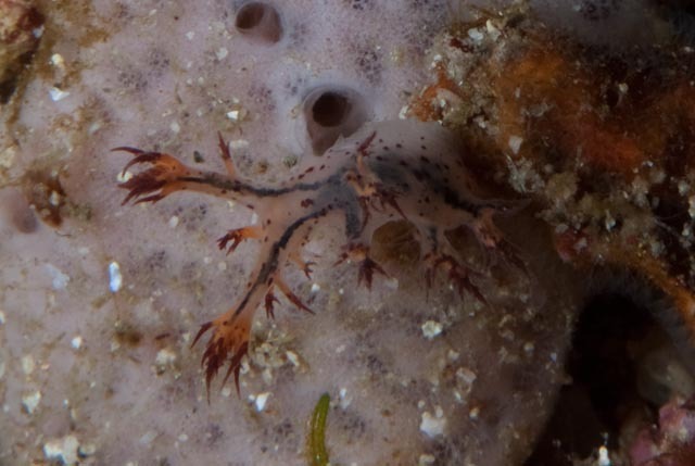 Cabangus regius