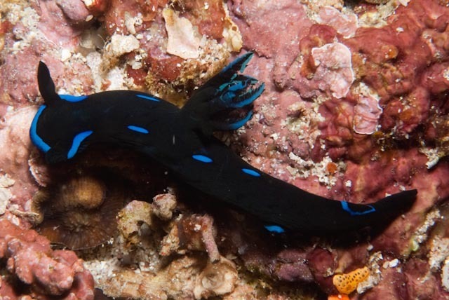 Blue-spotted Wrinkle Dorid