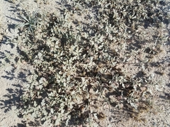 Neurada procumbens