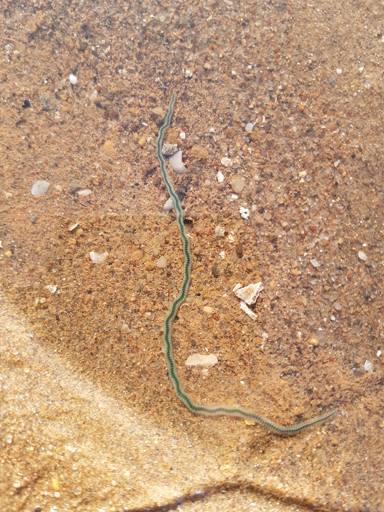 Phyllodoce novaehollandiae from Port Hedland, WA, Australia on October ...