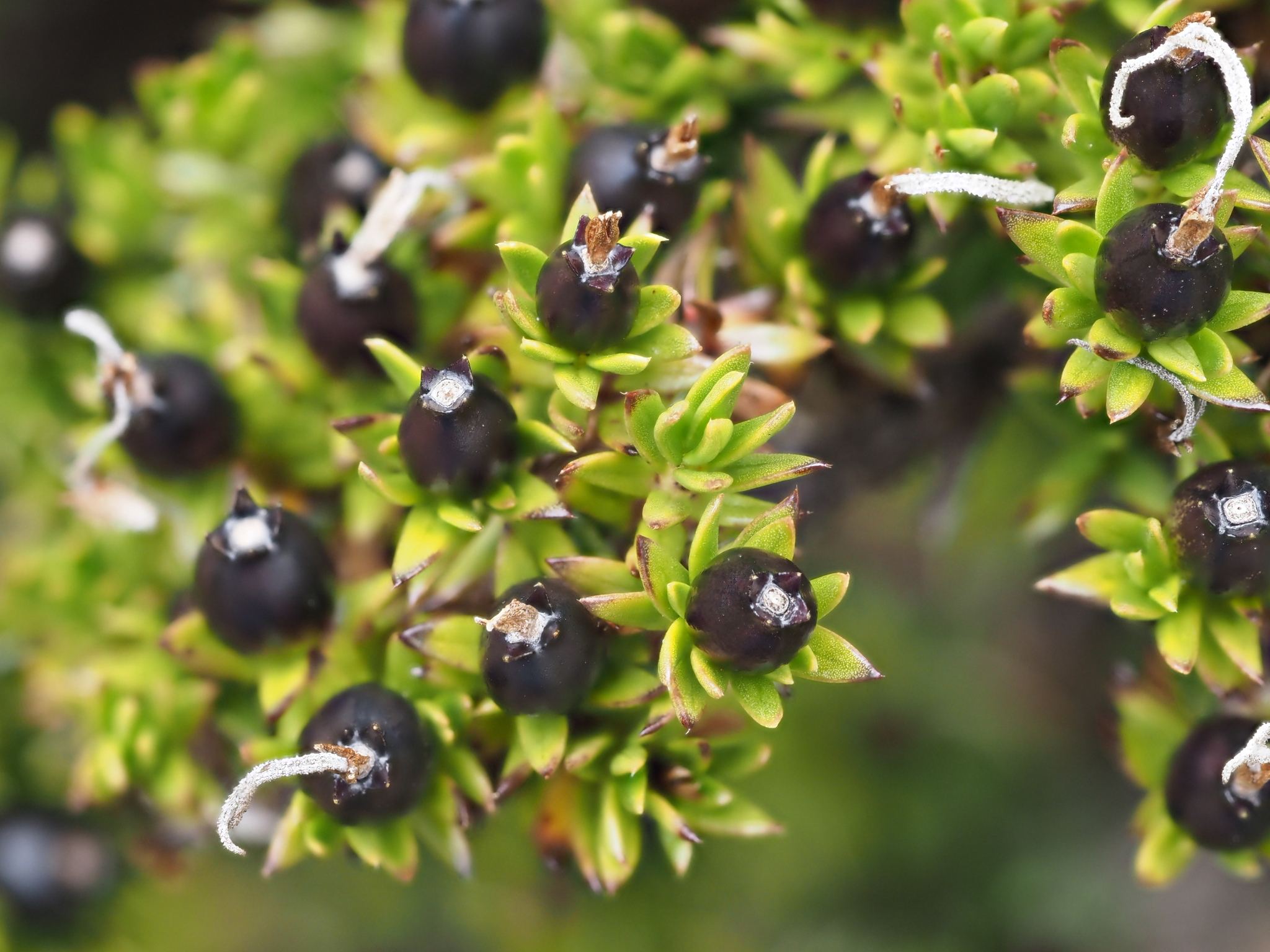 Coprosma ernodeoides