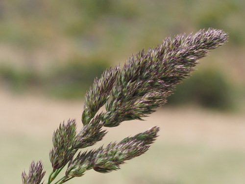 Dactylis glomerata observed 2023-09-20