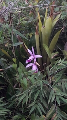 Cattleya intermedia