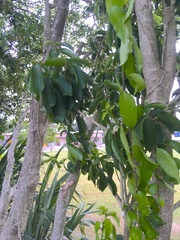 Melicytus ramiflorus ramiflorus