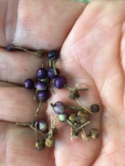 Melicytus ramiflorus ramiflorus