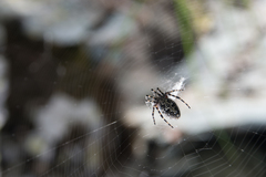 Aculepeira carbonarioides