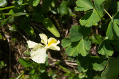 Viola altaica