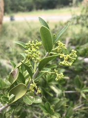Elaeodendron transvaalense
