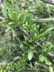 Elaeodendron transvaalense