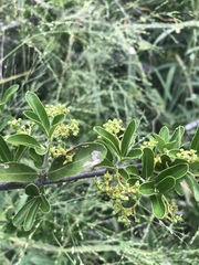 Elaeodendron transvaalense