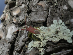 Gonocerus insidiator
