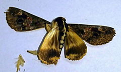 Sphingomorpha chlorea