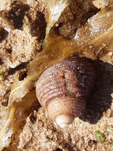 Euchelus atratus