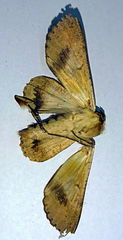 Sphingomorpha chlorea