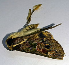 Sphingomorpha chlorea