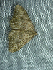 Coenotephria ablutaria