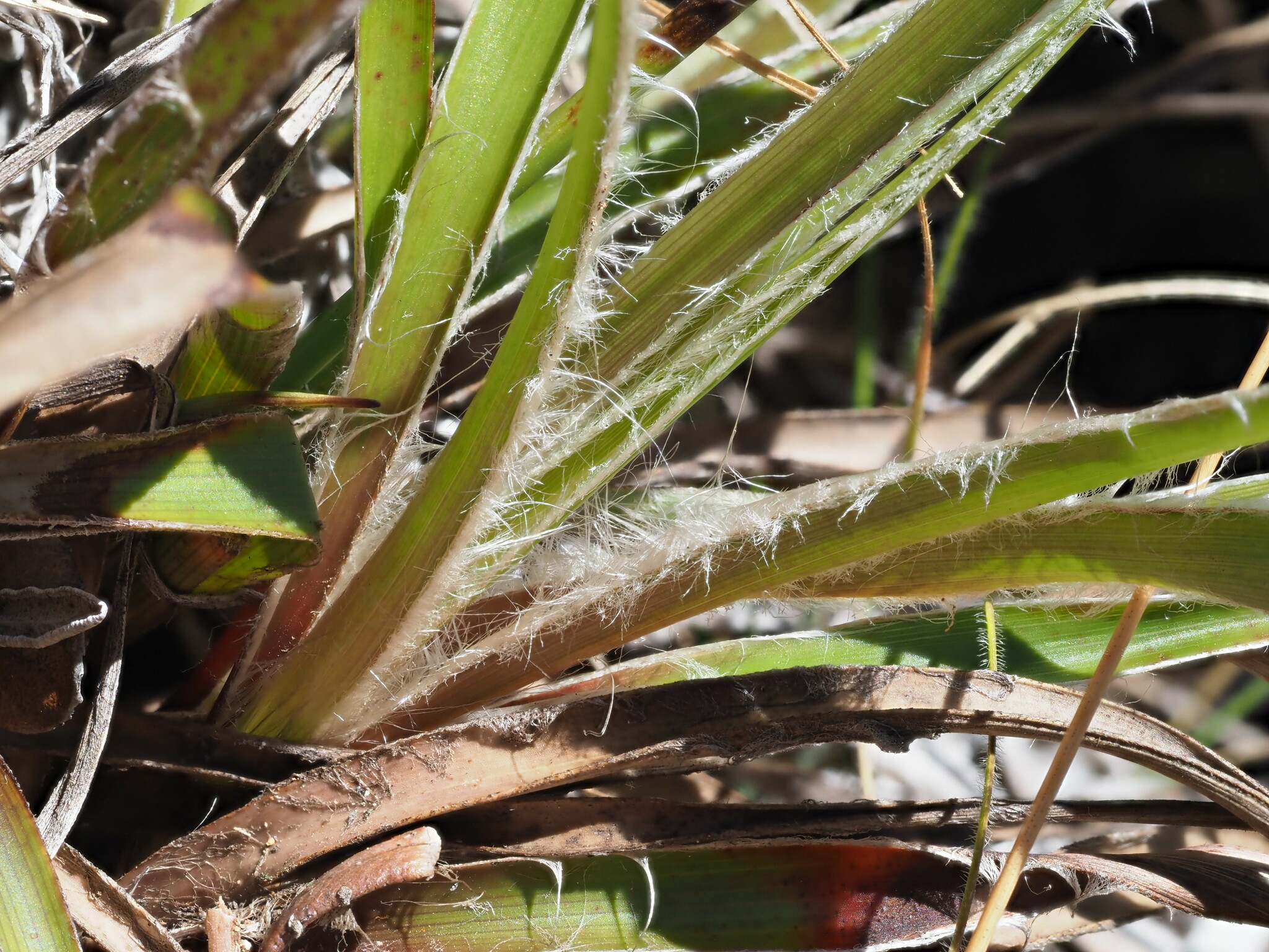 Luzula hawaiiensis