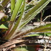Luzula hawaiiensis - Photo 由 Kevin Faccenda 所上傳的 (c) Kevin Faccenda，保留部份權利CC BY