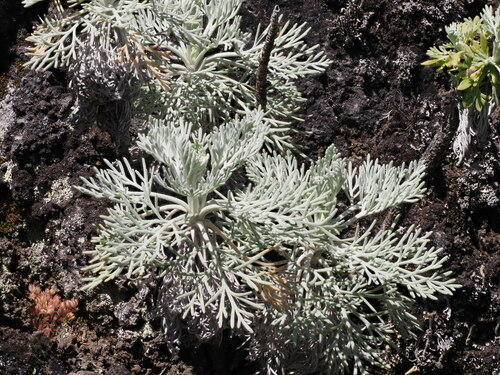 Image of Maui Wormwood (Artemisia mauiensis) by (c) Kevin Faccenda, some rights reserved (CC BY)