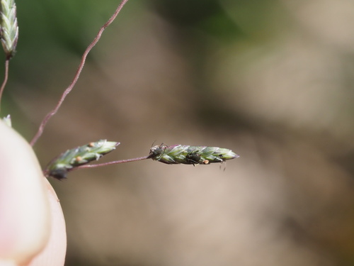 Eragrostis brownii observed 2023-09-20