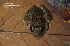 Limnonectes malesianus