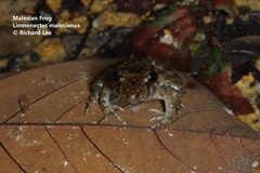 Limnonectes malesianus