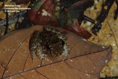 Limnonectes malesianus