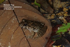 Limnonectes malesianus
