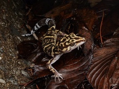 Yamashina's Ground Gecko photo 5