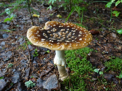 Royal fly agaric
