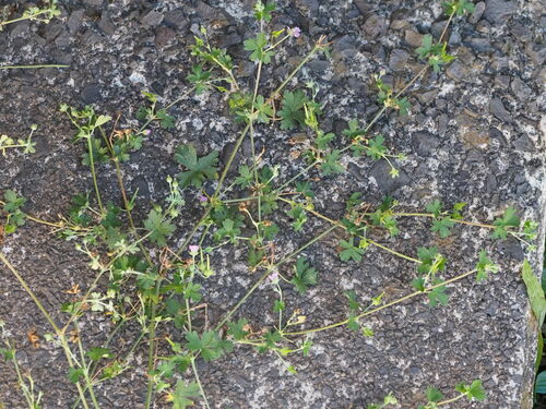 Geranium core-core, 2023-09-20