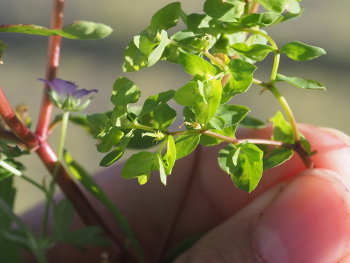 Euphorbia peplus observed 2023-09-20