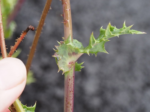 Sonchus asper observed 2023-09-21
