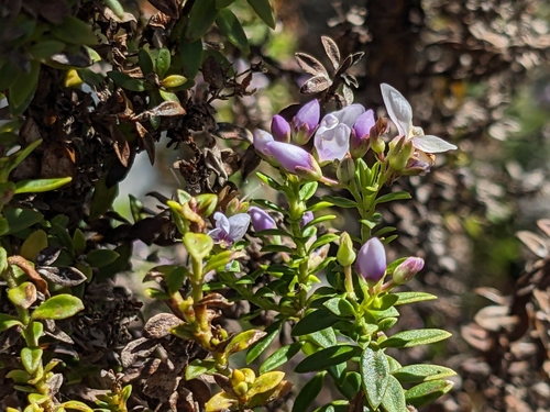 Image of Veronica formosa by (c) Pieter Huybrechts, some rights reserved (CC BY)