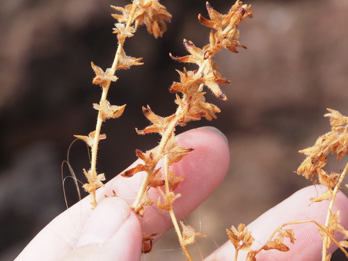 Veronica arvensis observed 2023-09-22