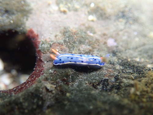 Festive Sea Slug