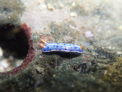 Festive Sea Slug