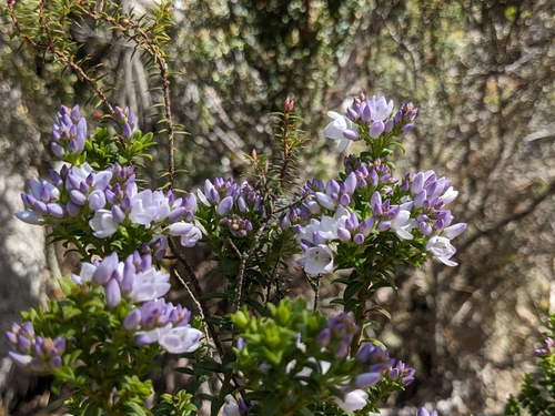Image of Veronica formosa by (c) Pieter Huybrechts, some rights reserved (CC BY)