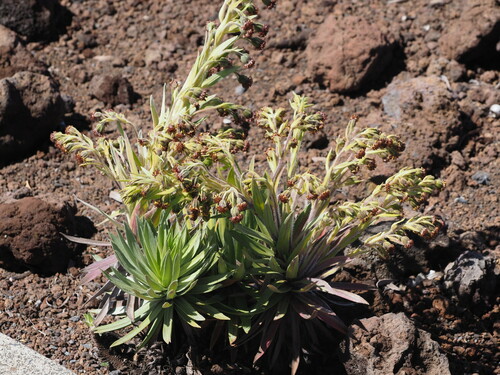 Image of Argyroxiphium sandwicense by (c) Kevin Faccenda, some rights reserved (CC BY)