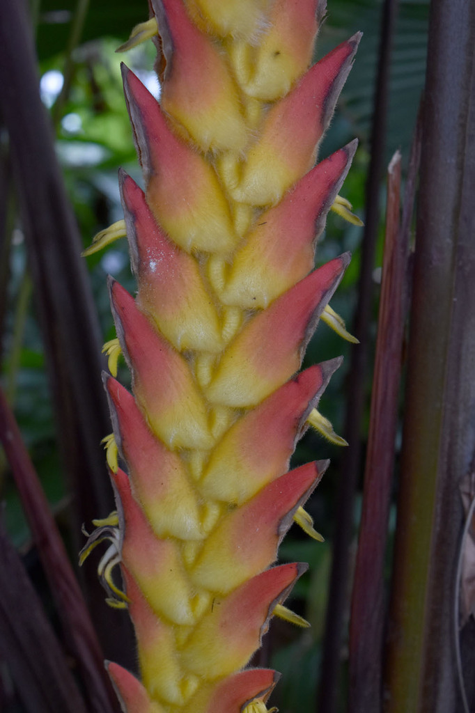 Heliconia regalis × xanthovillosa