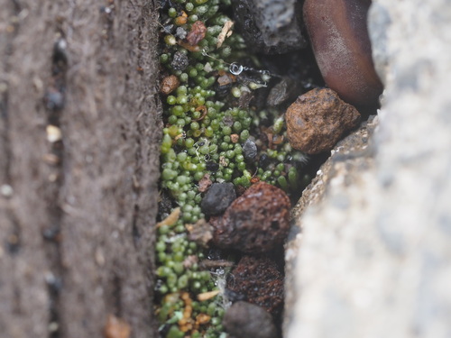 Bryum argenteum observed 2023-09-22