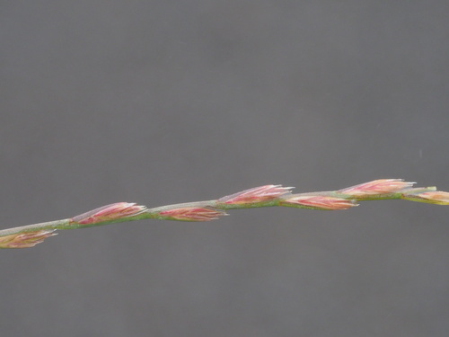 Lolium perenne observed 2023-09-22