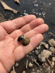 Corbicula striatella