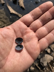 Corbicula striatella