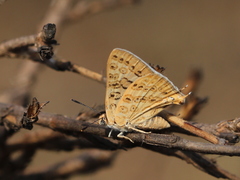 Aphnaeus lilacinus