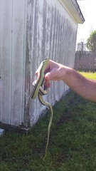 Thamnophis proximus proximus