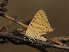 Aphnaeus lilacinus